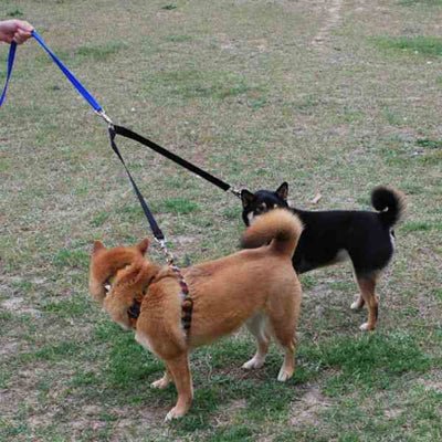 laisse double pour chiens duodog noir moyen chien