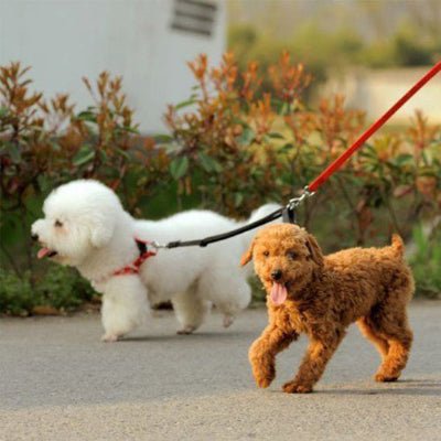 laisse double pour chiens duodog noir promenade bichon doodle