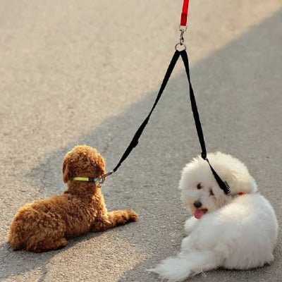 laisse double pour chiens duodog noir repos bichon doodle