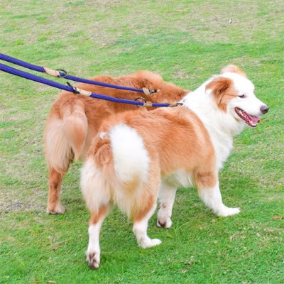 laisse mains libres pour chiens multitrack double bleu