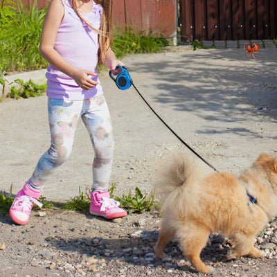 laisse pour chien enrouleur flexolaisse bleu promenade
