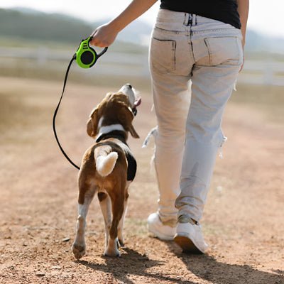 laisse pour chien enrouleur flexolaisse vert marche