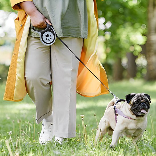 laisse pour chien enrouleur loopiflex noir pug