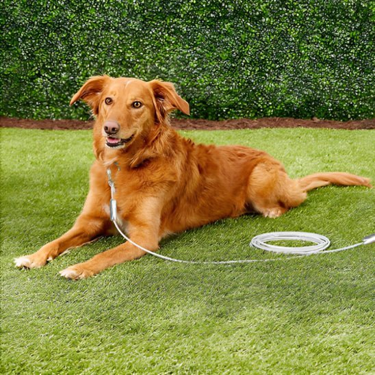 laisse pour chien metallique caroussel golden