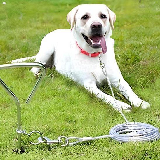 laisse pour chien metallique caroussel labrador