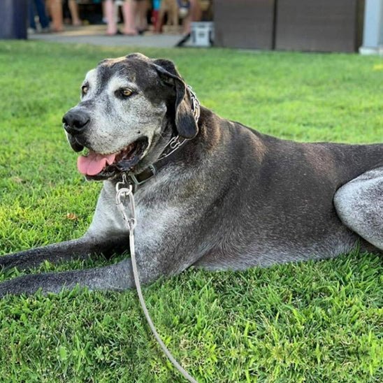laisse pour chien metallique caroussel
