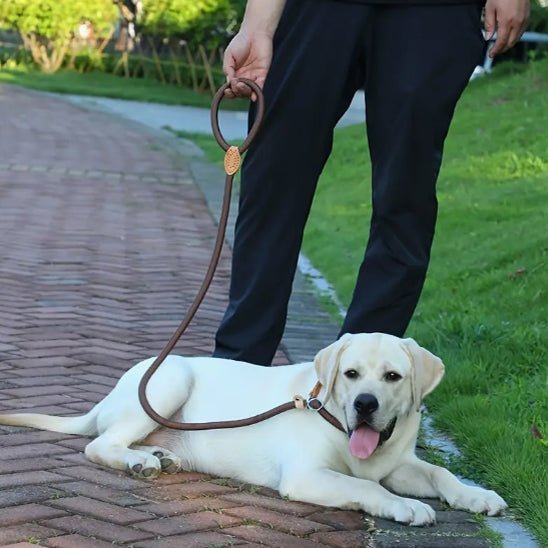 laisse pour chien pawgrip chien calme