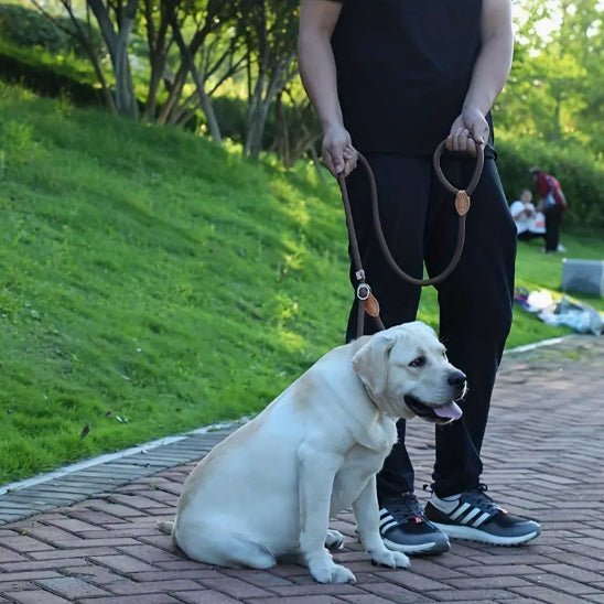 laisse pour chien pawgrip entrainement