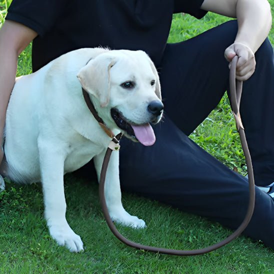 laisse pour chien pawgrip labrador