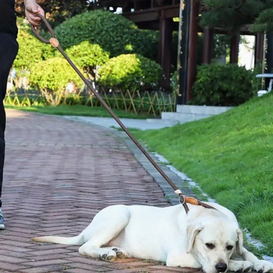 laisse pour chien pawgrip repos