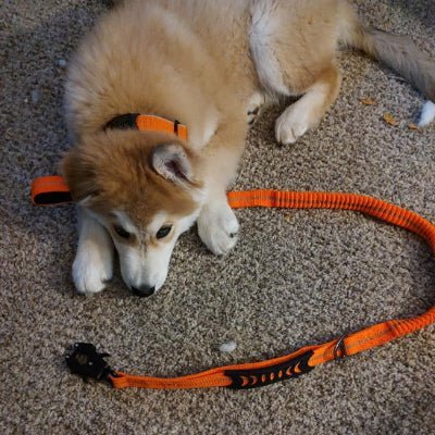 laisse pour chien tactika complete orange