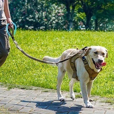laisse pour chien tactika labrador promenade