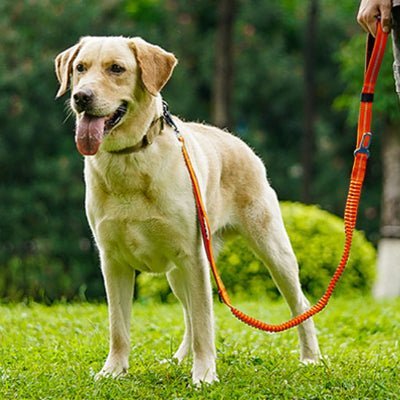 laisse pour chien tactika orange promenade