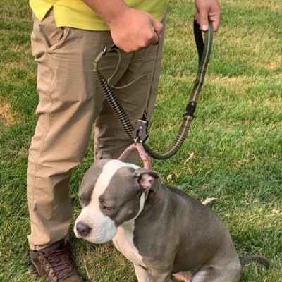 laisse pour chien tactika pitbull vert