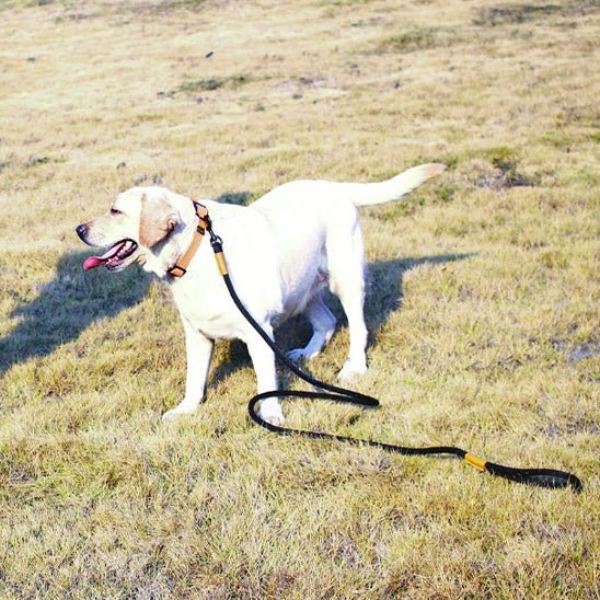 laisse pour chien tressado golden libre