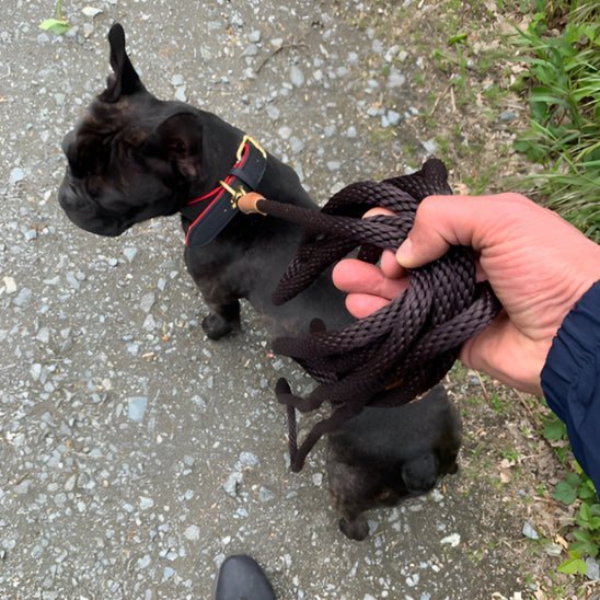 laisse pour chien tressado pug promenade