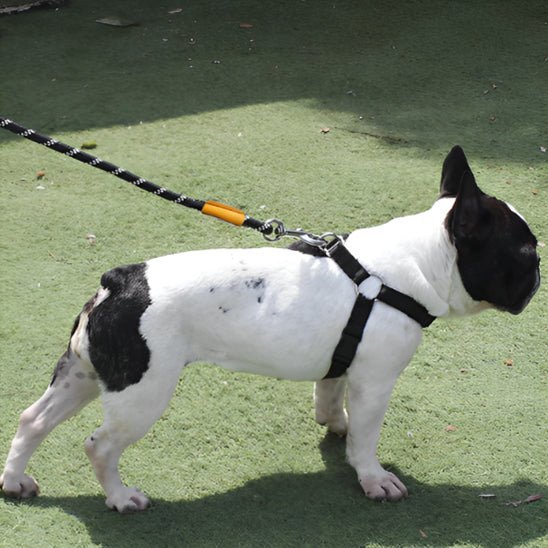 laisse pour chien tressado pug