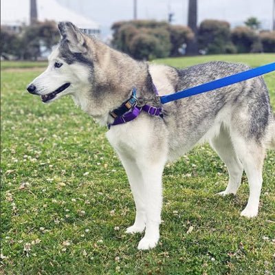 longe chien aquagrip bleu