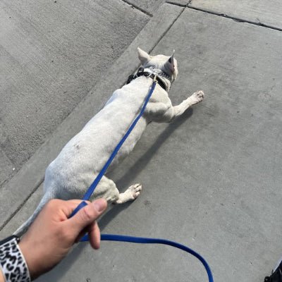 longe pour chien Flexipvc bleu promenade
