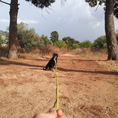 longe pour chien Flexipvc jaune promenade