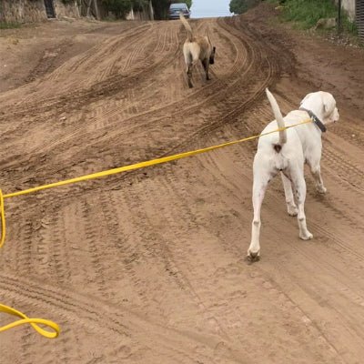 longe pour chien Flexipvc jaune