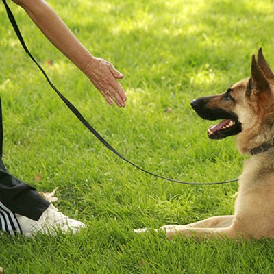longe pour chien Flexipvc noir