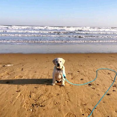 longe pour chien flexilonge bleu pale
