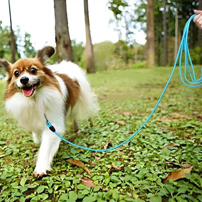 longe pour chien flexilonge bleu
