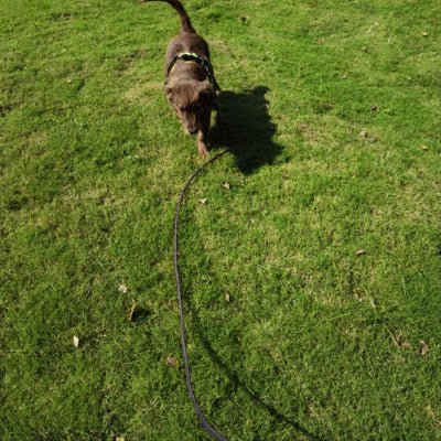 longe pour chien flexilonge brun