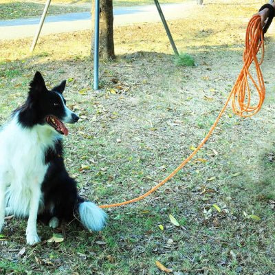 longe pour chien flexilonge orange