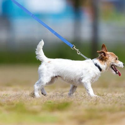 longe pour chien pawtrail bleu
