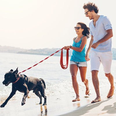 longe pour chien pawtrail course