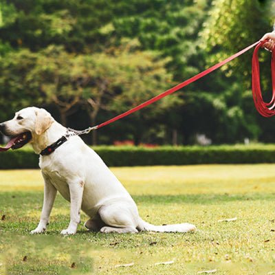 longe pour chien pawtrail entrainement