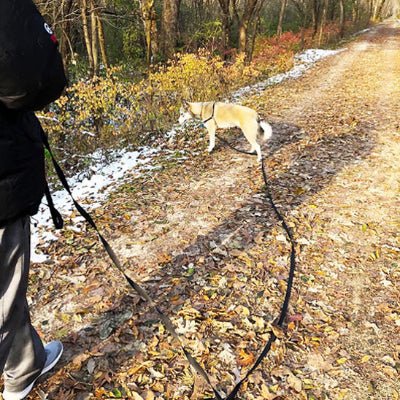 longe pour chien pawtrail noir