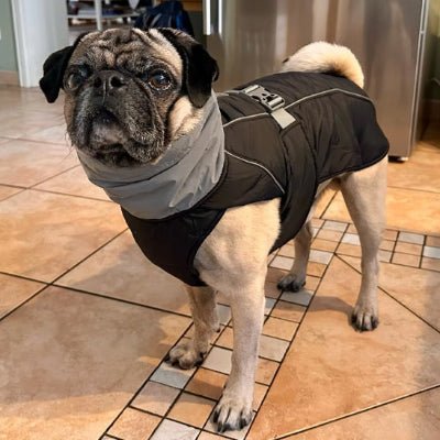 manteau pour chien fallcoat noir