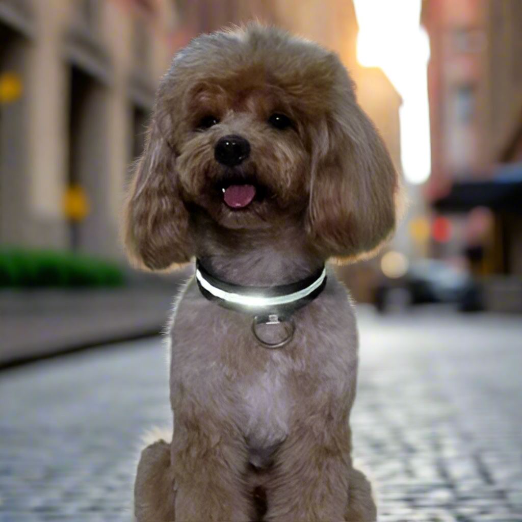 Collier Chien Lumineux - LEDCollarDogâą - Noir