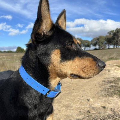 collier chien aquaflex bleu