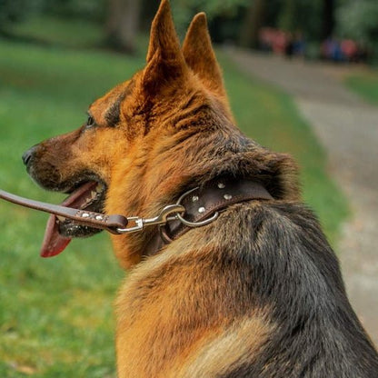 collier chien classicanin berger laisse
