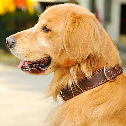 collier chien classicanin golden