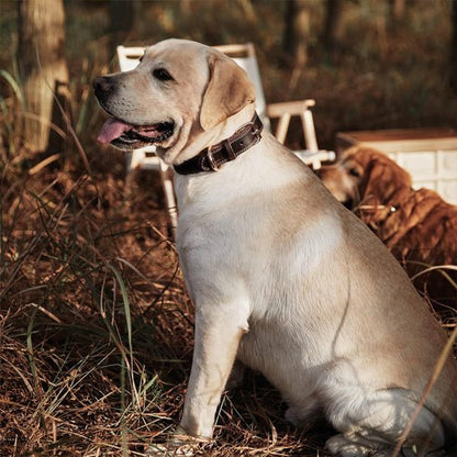 collier chien classicanin labrador noir