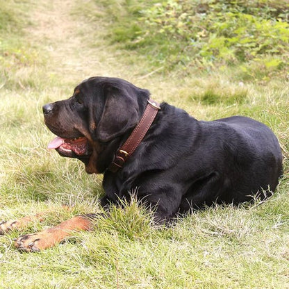 collier chien classicanin rottweiler seul