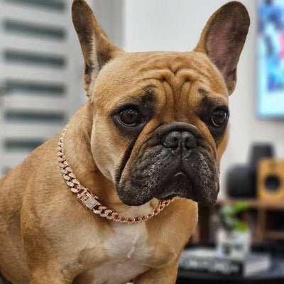 collier chien deluxdog