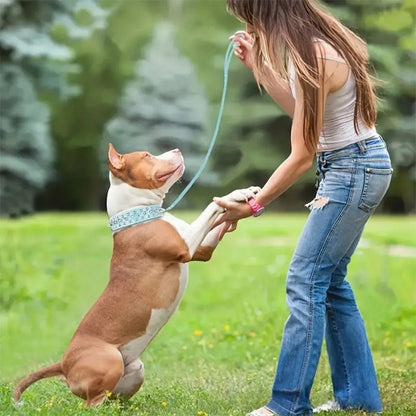 collier chien en cuir rebel pitbull laisse bleu