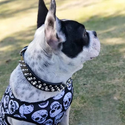 collier chien en cuir rebel pug seul