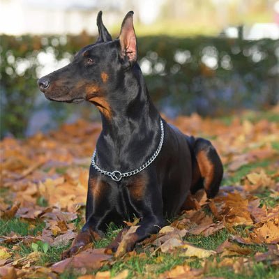 collier chien gripsteel doberman