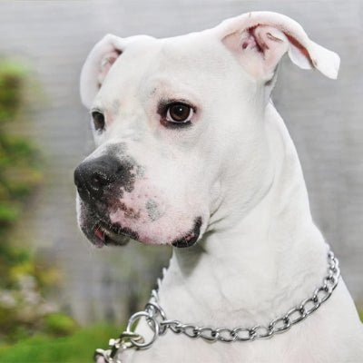 collier chien gripsteel pitbull collier
