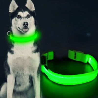 collier chien lumineux ledcollardog husky
