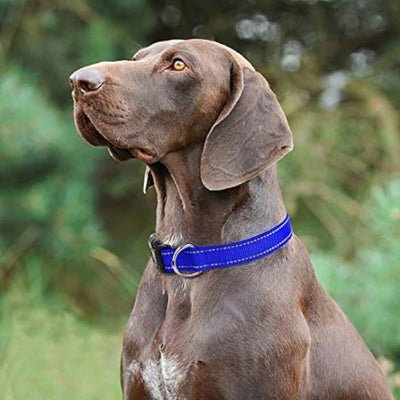 collier chien lumineux lumidog bleu
