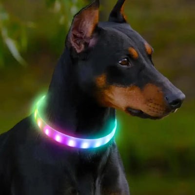 collier chien lumineux shinedog doberman multicolor