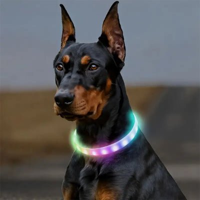 collier chien lumineux shinedog doberman